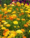 WCS Flower - Calendula Pacific Beauty