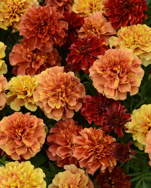 WCS Flowers - Strawberry Blonde Marigolds