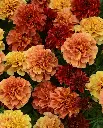 WCS Flowers - Strawberry Blonde Marigolds