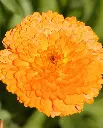 WCS Flowers - Calendula Indian Prince