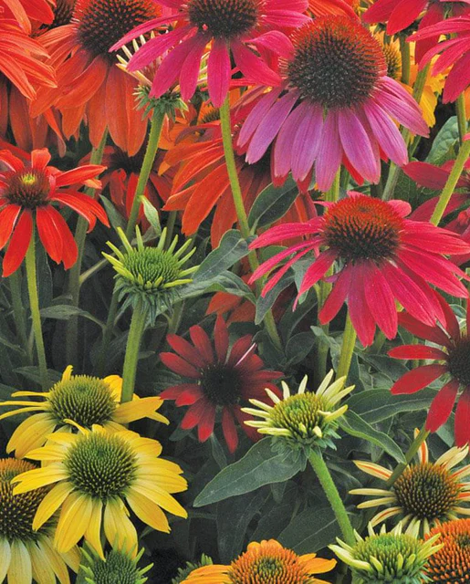 WCS Flowers - Echinachea Cheyenne Spirit Mix
