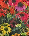 WCS Flowers - Echinachea Cheyenne Spirit Mix