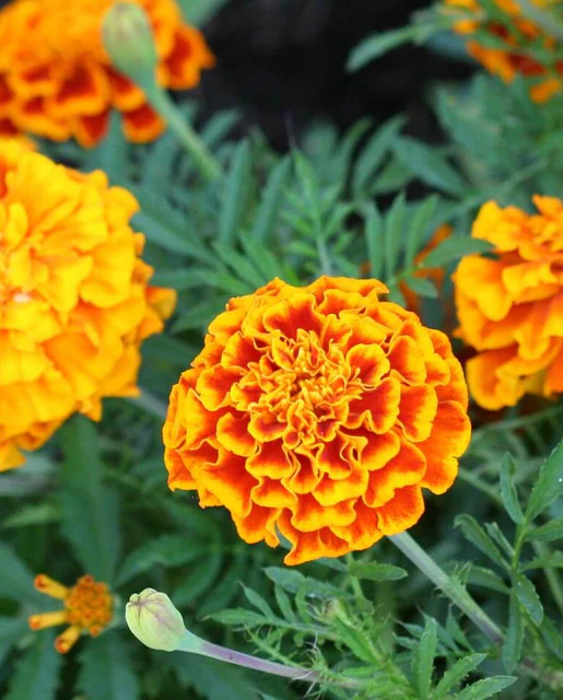 [FL2918A] WCS Flowers - Marigold - French Sparky Mix