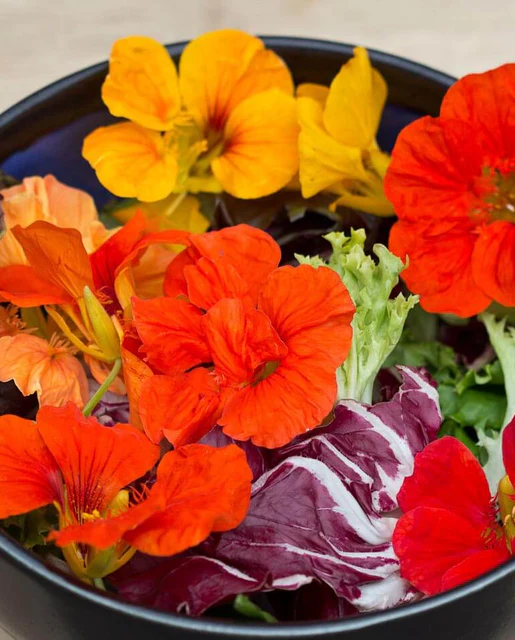 [FL2993A] WCS Flowers - Nasturtium - Salad Blend