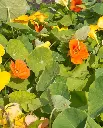 WCS Flowers - Nasturtiums - Jewel Mix