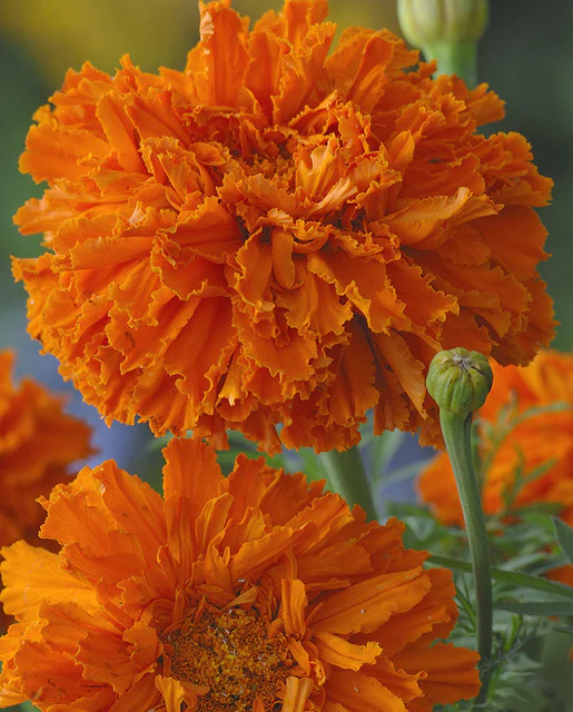 [FL4022A] WCS Flowers- Marigold - Kees' Orange