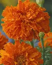 WCS Flowers- Marigolds Kees' Orange