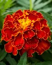 WCS Flowers - Red Cherry Marigolds