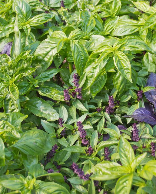 [HR1011A] WCS Herbs - Basil - Kitchen Blend