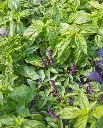 WCS Herbs - Basil Kitchen Blend