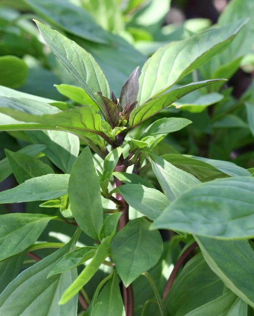 WCS Herbs - Basil Siam Queen