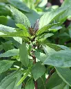 WCS Herbs - Basil Siam Queen