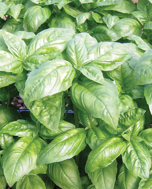 [HR1025A] WCS Herbs - Basil - Dolly Certified Organic