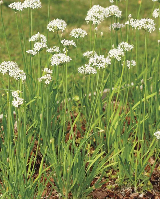 WCS Herbs - Chives Garlic