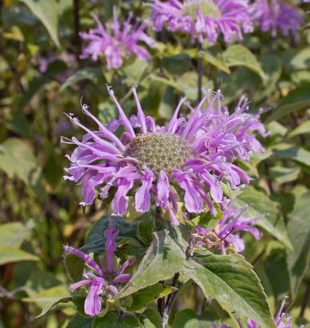 [HR1076A] WCS Herbs - Bergamot (Wild)