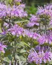 WCS Herbs - Wild Bergamot