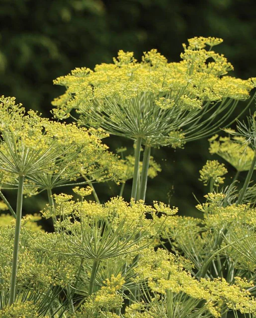 [HR1077A] WCS Herbs - Dill - Dukat