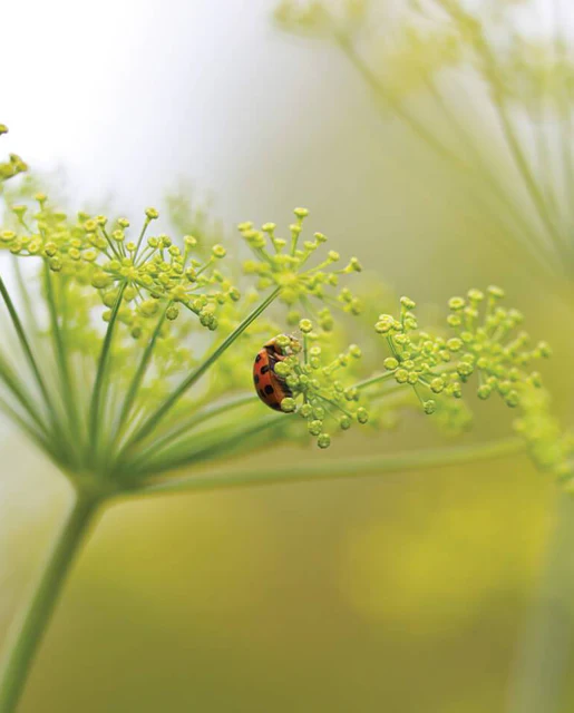 [HR1085A] WCS Herbs - Dill - Long Island Mammoth