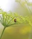 WCS Herbs - Dill Long Island Mammoth