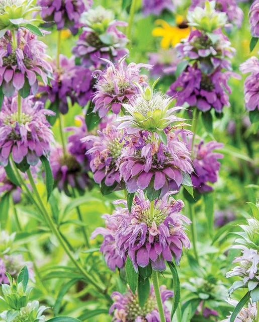 WCS Herbs - Bergamot (Lemon)