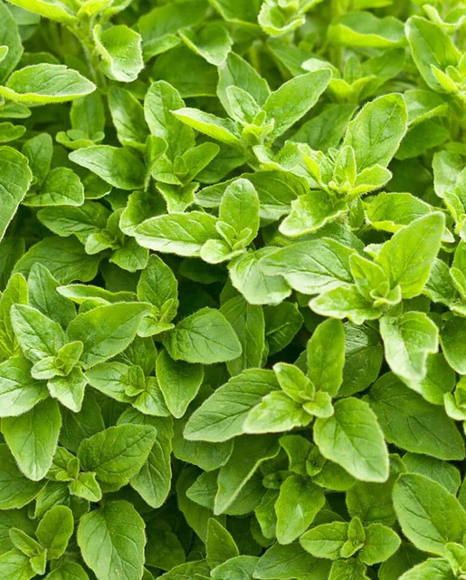 WCS Herbs -Oregano (Greek)