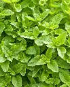 WCS Herbs - Greek Oregano