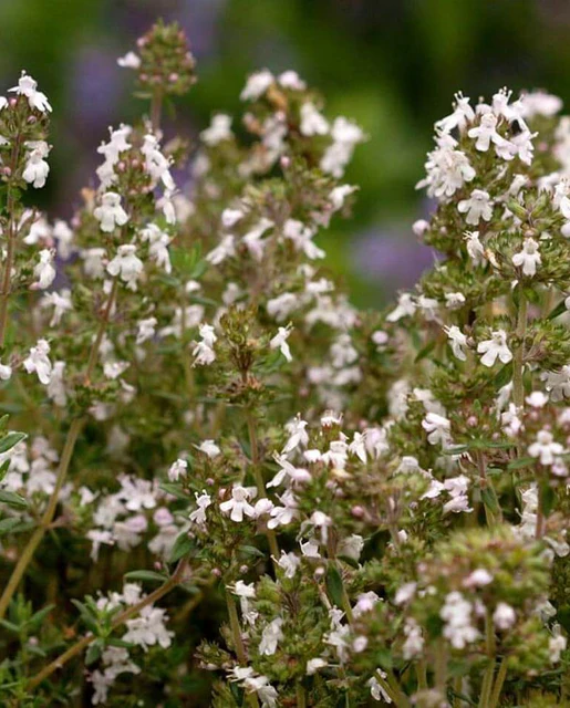 [HR1145A] WCS Herbs - Thyme - English Winter