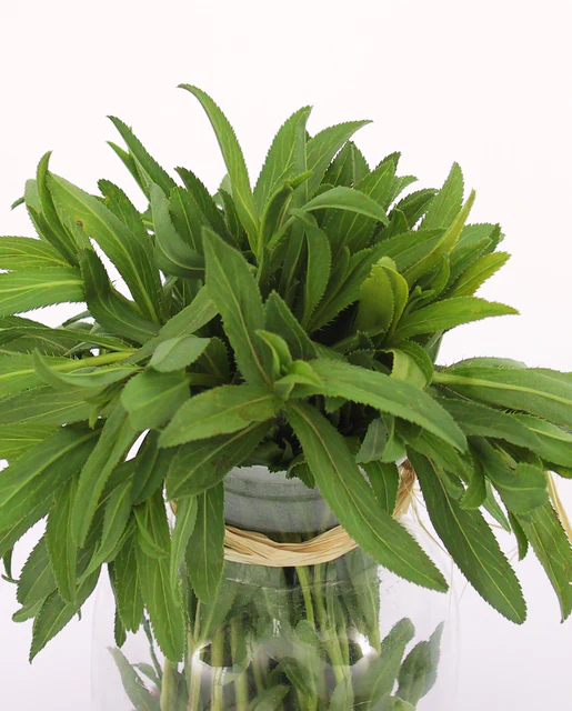 WCS Herbs - Tarragon Mexican Certified Organic