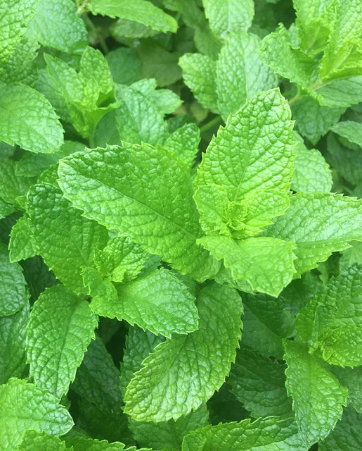 WCS Herbs - Spearmint
