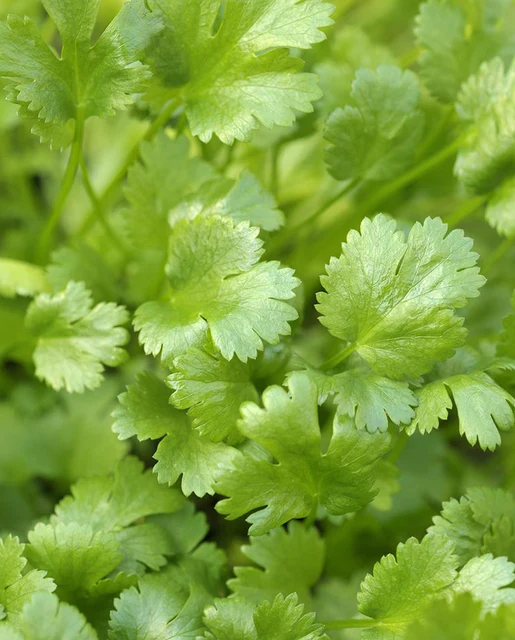 WCS Herbs - Calypso Cilantro