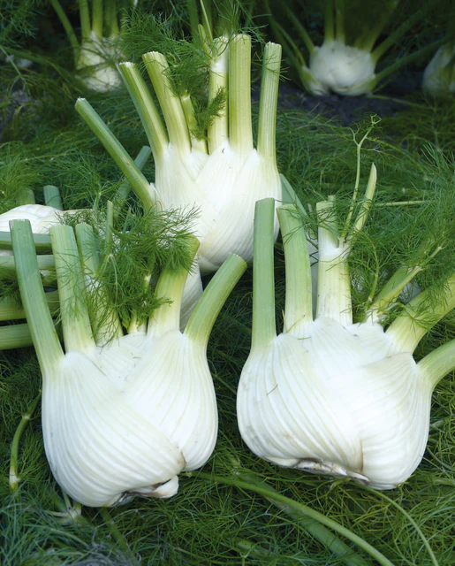 WCS Fennel - Preludio Certified Organic