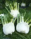 WCS Fennel - Preludio Certified Organic