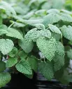 WCS Herbs - Mandarina Orange Balm