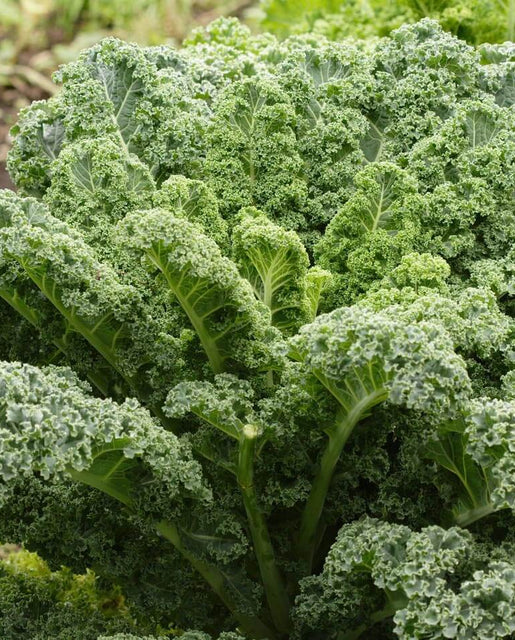 [KL422A] WCS Kale - Winterbor