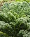 WCS Kale - Winterbor