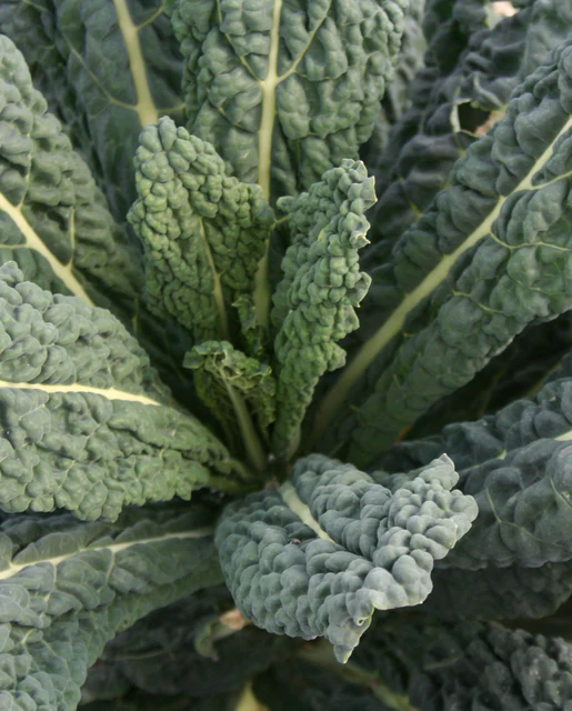 WCS Kale - Black Magic Certified Organic