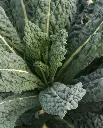 WCS Kale - Black Magic Certified Organic