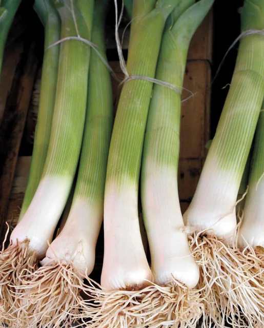 [LK443A] WCS Leeks - Alto Varna Certified Organic