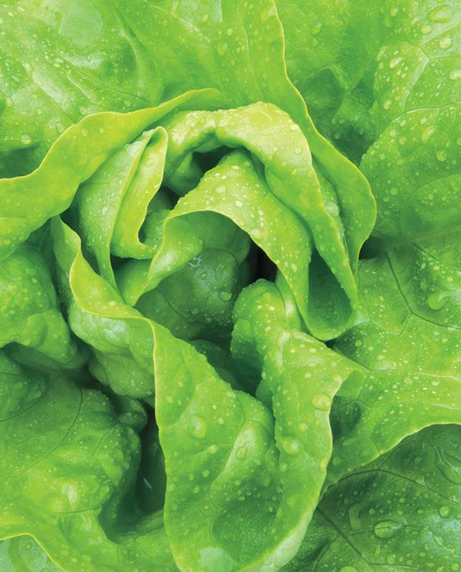 [LT458A] WCS Lettuce (Butterhead) - Buttercrunch
