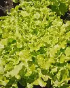 WCS Lettuce (Oak Leaf) - Salad Bowl (Green)