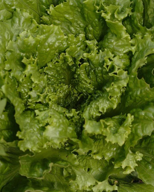 WCS Lettuce - Tropicana Greenleaf (Pelleted) Certified Organic
