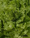 WCS Lettuce - Tropicana Greenleaf (Pelleted) Certified Organic