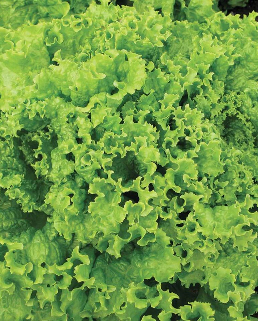 [LT468T] WCS Lettuce (Loose Leaf) - Grand Rapids Seed Tape (2x 2.5m)
