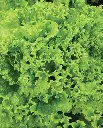 WCS Lettuce (Loose Leaf) - Grand Rapids Seed Tape (2x 2.5m)