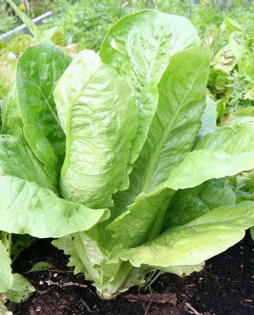 [LT470A] WCS Lettuce (Romaine) - Parris Island