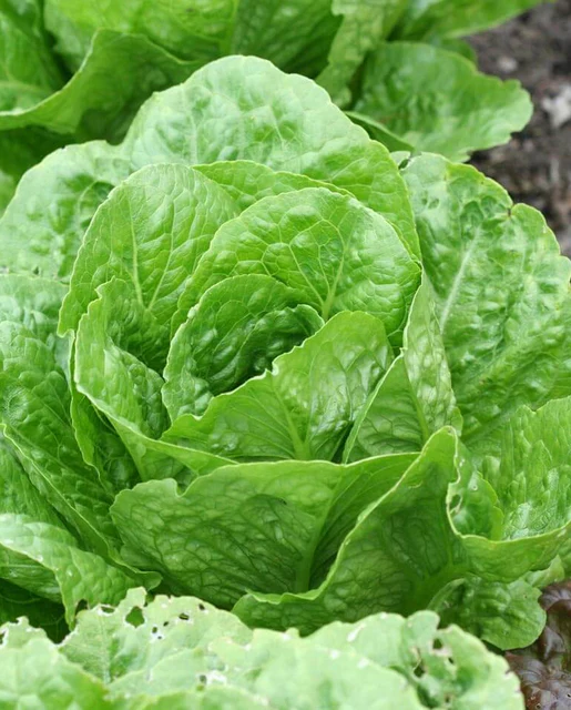 WCS Lettuce - Coastal Star (Pelleted) Certified Organic (125 Seeds)