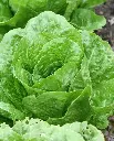 WCS Lettuce - Coastal Star (Pelleted) Certified Organic (125 Seeds)