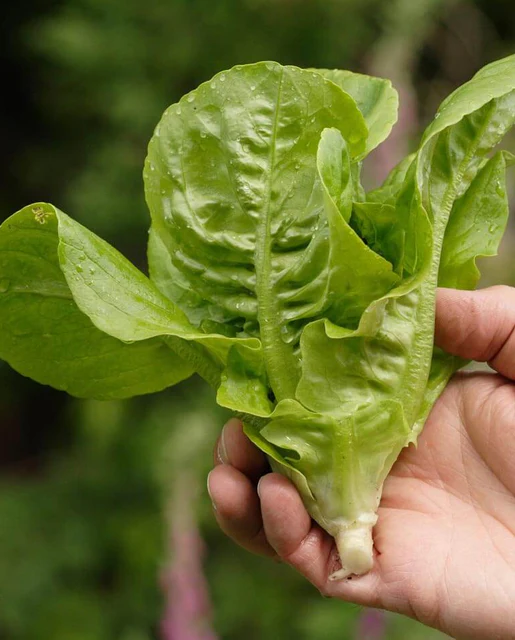 [LT475T] WCS Lettuce (Mini Head) - Little Gem Seed Tape (2x 2.5m)