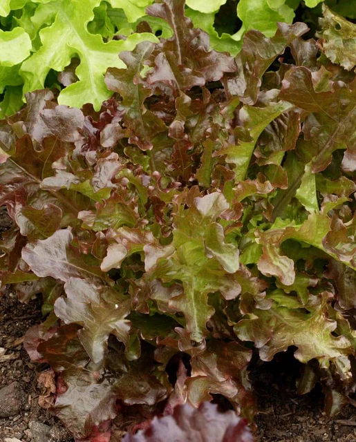 [LT485A] WCS Lettuce (Oak Leaf) - Salad Bowl (Red)