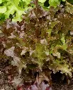 WCS Lettuce (Oak Leaf) - Salad Bowl (Red)
